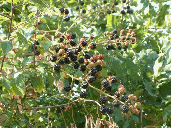  Image name: mora3.gif 
 width: 550 pixel 
 height: 413 pixel 
 Size: 159403 bytes 
 Click to enlarge 